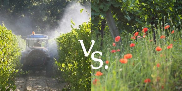 Convention and biodynamic vineyards side by side ©Kevin Day/Opening a Bottle