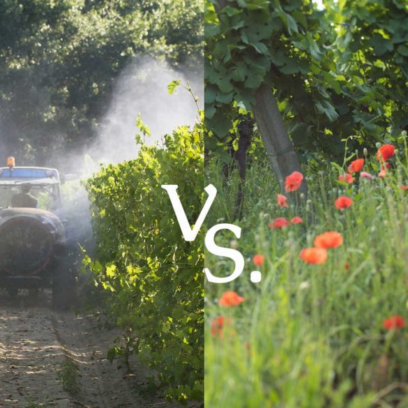 Convention and biodynamic vineyards side by side ©Kevin Day/Opening a Bottle