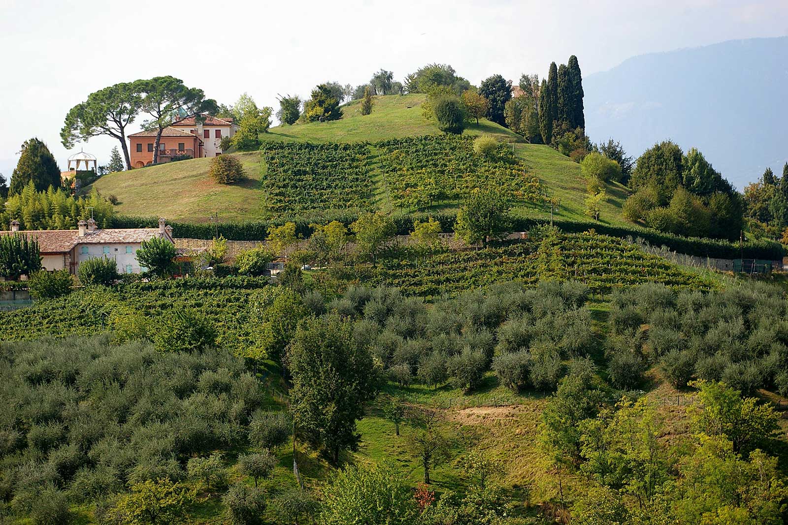 Wines from the Asolo Prosecco DOCG have been a pleasant recent surprise for Andrew. (Stock photo)