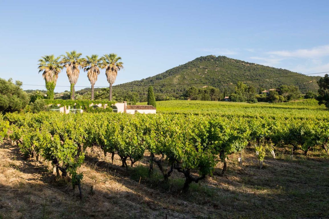 Provence Tibouren vineyards with palm trees