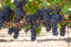 Pinot Noir Grapes Ripening in Sonoma, California