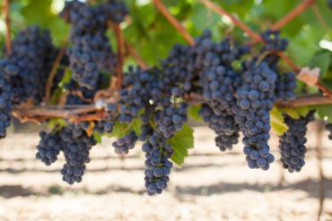 Pinot Noir Grapes Ripening in Sonoma, California