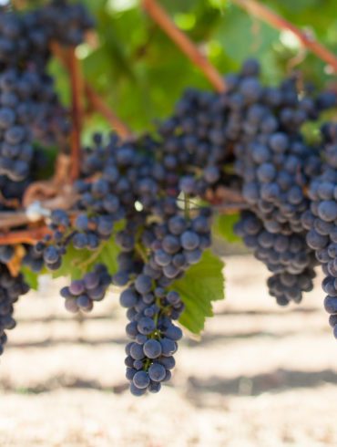 Pinot Noir Grapes Ripening in Sonoma, California