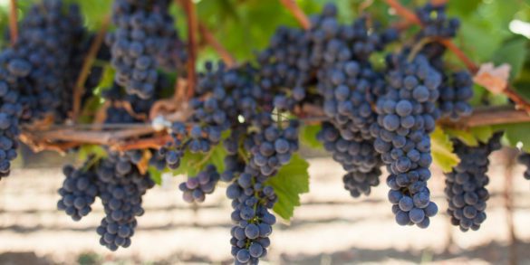 Pinot Noir Grapes Ripening in Sonoma, California