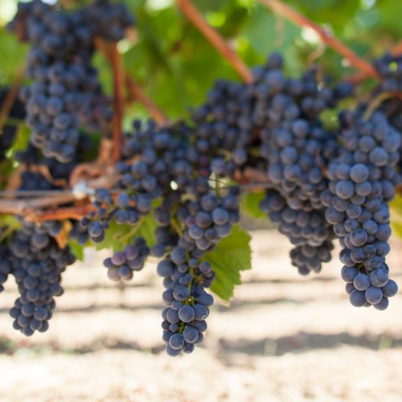 Pinot Noir Grapes Ripening in Sonoma, California