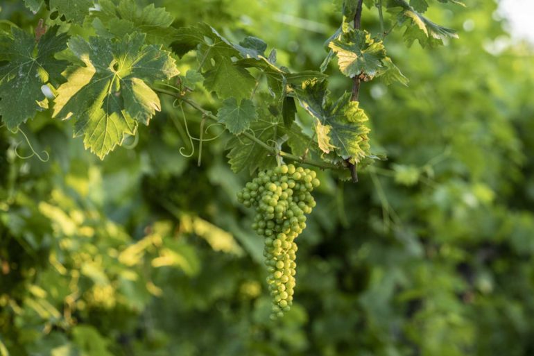 The Glera grape lies at the heart of all Prosecco wines. ©Consorzio Asolo Montello