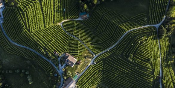 The undulating terrain of Asolo Prosecco qualifies as heroic viticulture on some steep pitches. ©Consorzio Asolo Montello
