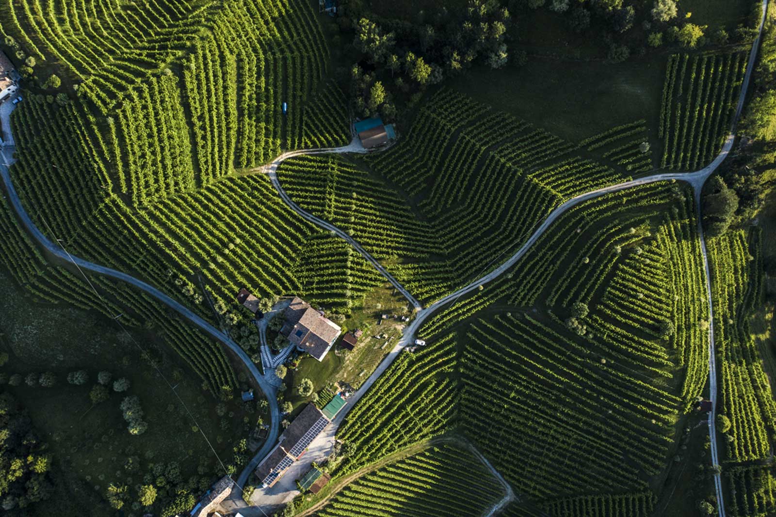 The undulating terrain of Asolo Prosecco qualifies as heroic viticulture on some steep pitches. ©Consorzio Asolo Montello