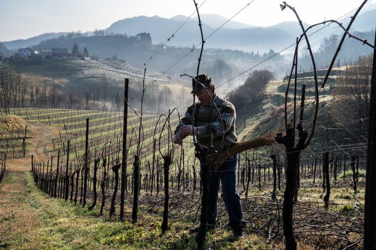 A man tends to the Glera vines in the hills of the Asolo Prosecco DOCG. ©Consorzio Asolo Montello