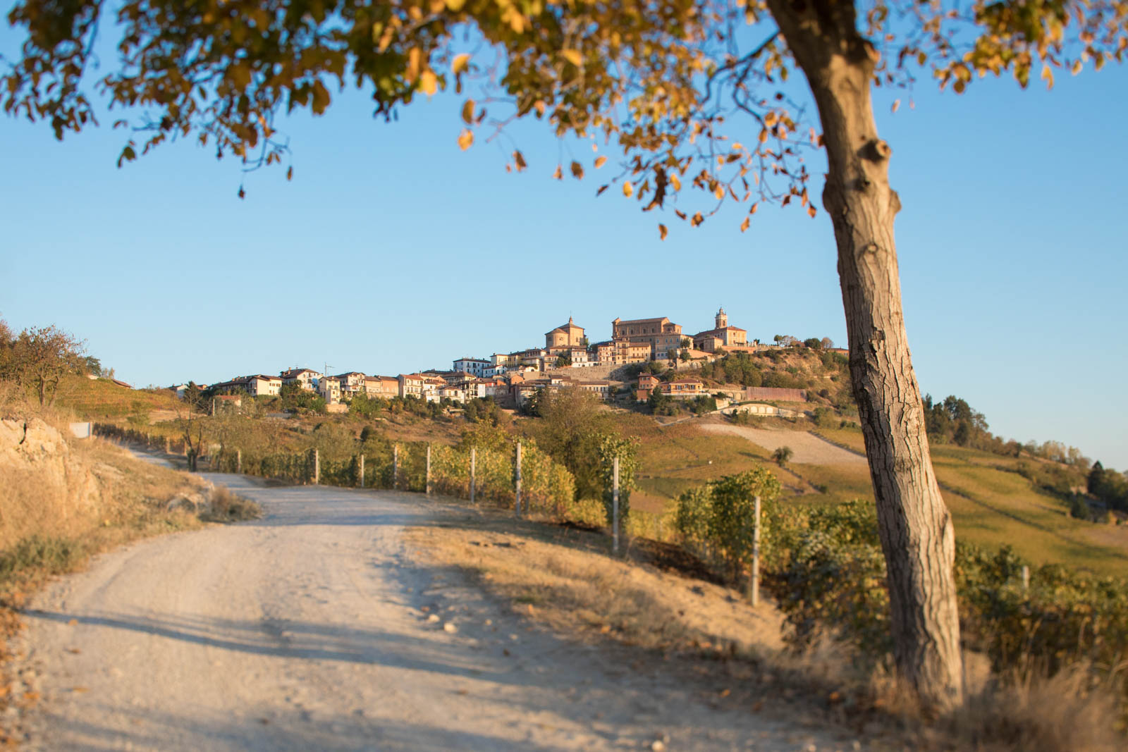 The town of La Morra crowns a hill of Barolo vineyards in Piedmont, Italy. ©Kevin Day/Opening a Bottle