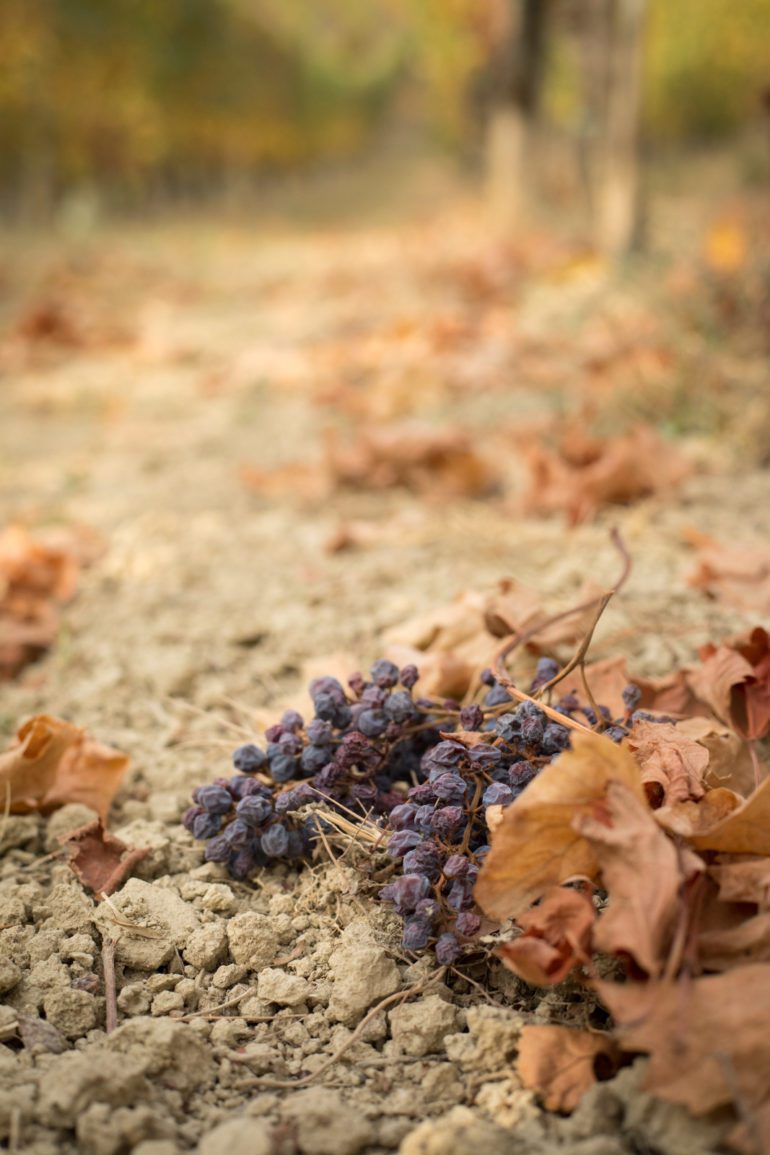 Harvested grapes on the ground in Barolo