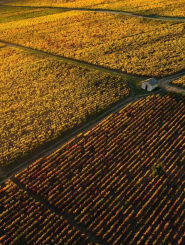 Vineyards in the fall in Burgundy, France