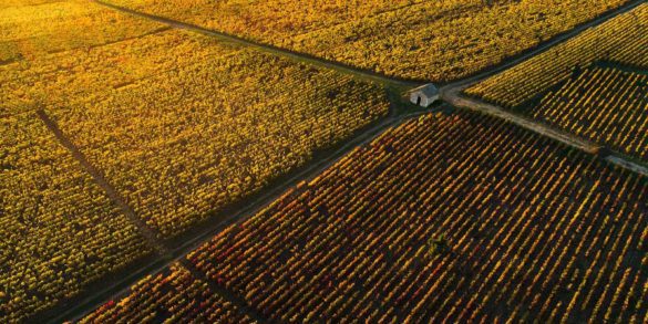 Vineyards in the fall in Burgundy, France