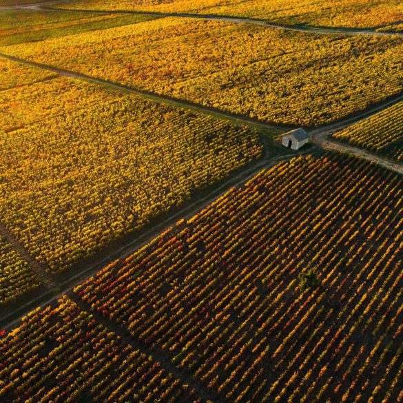 Vineyards in the fall in Burgundy, France