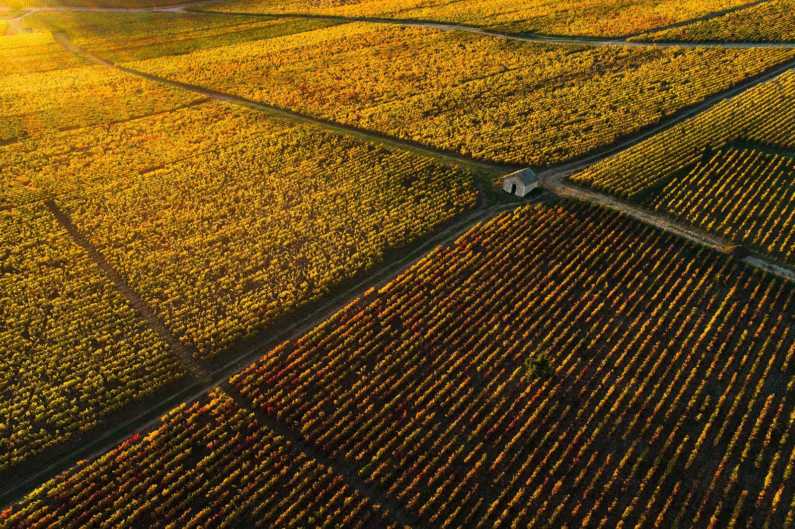 Vineyards in the fall in Burgundy, France