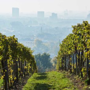 Wieninger's vineyards in Bisamberg north of Vienna. ©Wieninger/Winebow