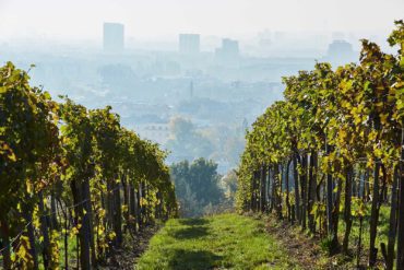 Wieninger's vineyards in Bisamberg north of Vienna. ©Wieninger/Winebow