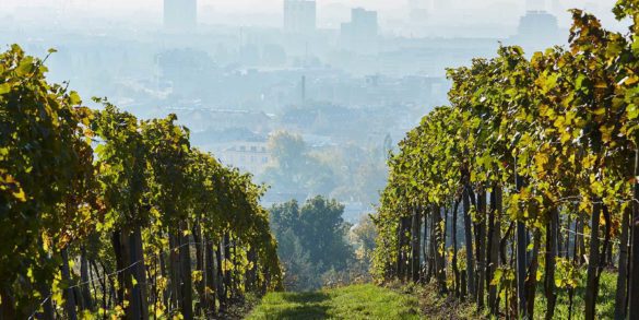 Wieninger's vineyards in Bisamberg north of Vienna. ©Wieninger/Winebow