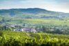 The vineyards of Morgon, France.