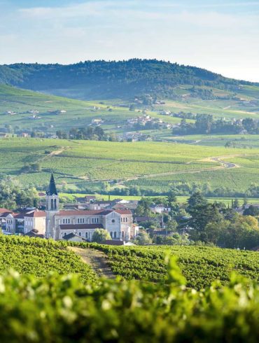The vineyards of Morgon, France.