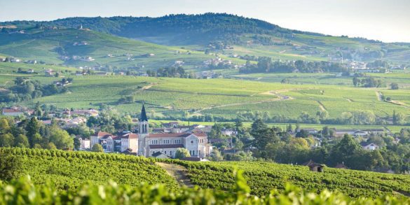 The vineyards of Morgon, France.