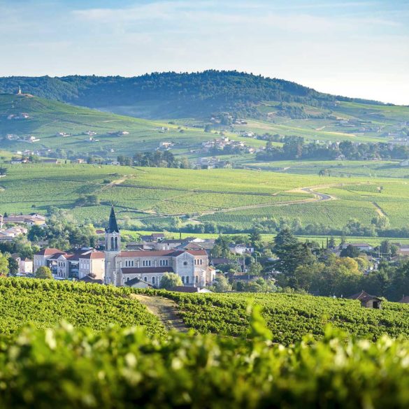 The vineyards of Morgon, France.