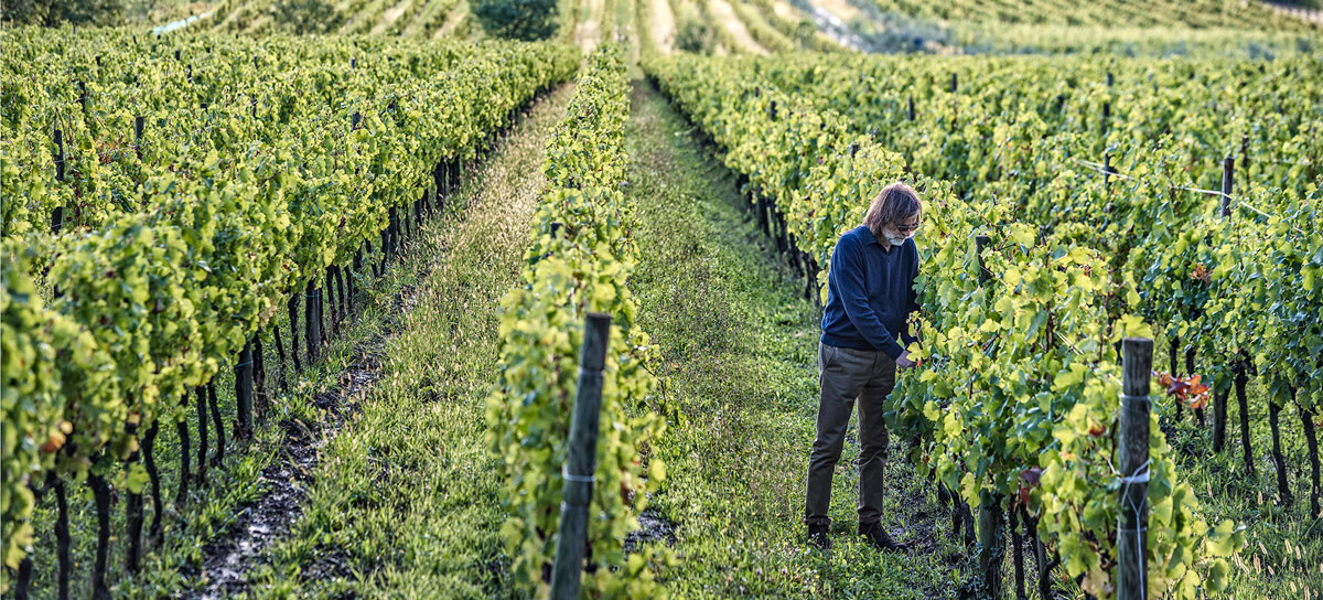 Roberto Felluga in the vineyards