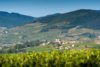 A view over the vineyards of Régnié in Beaujolais, France.