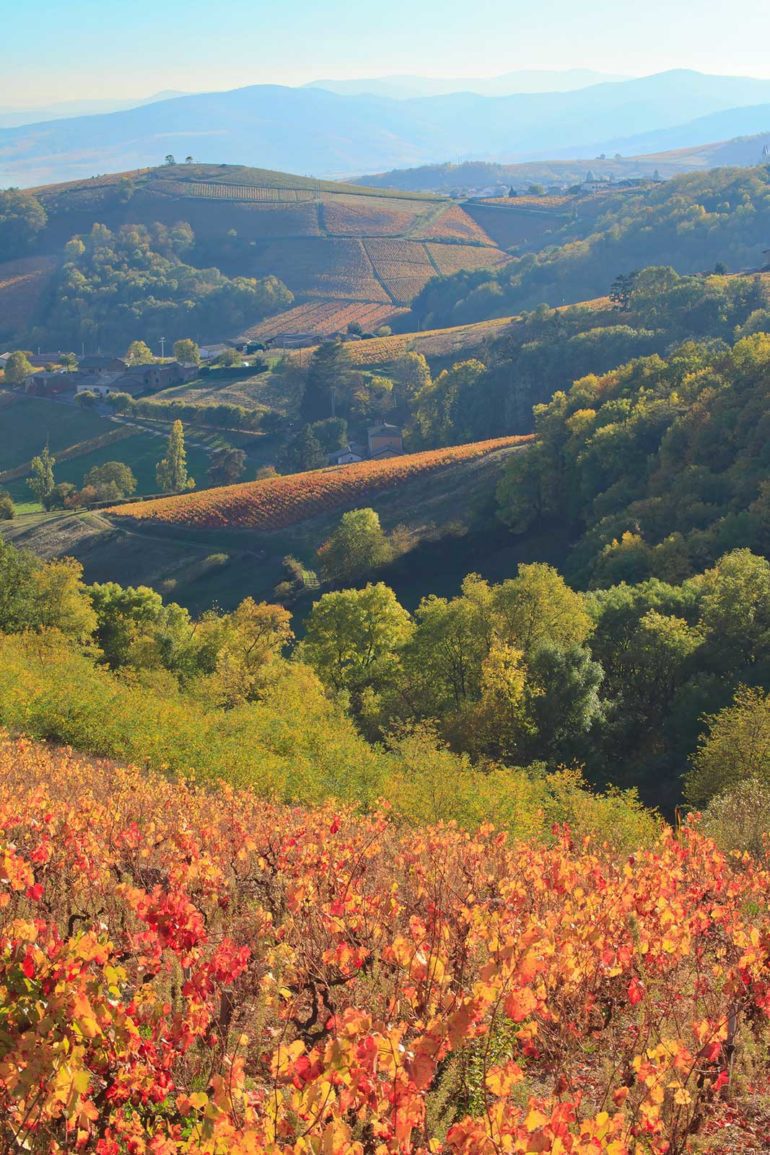 Chiroubles countryside in the fall.