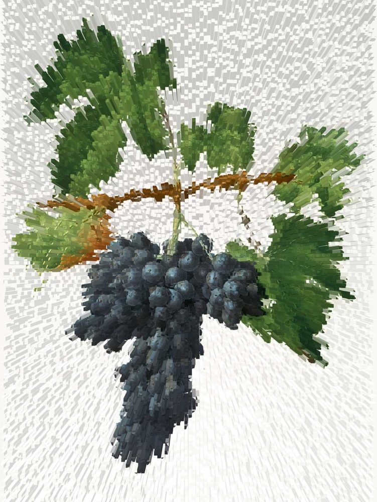 Illustration of a Sangiovese grape cluster, artistically rendered.