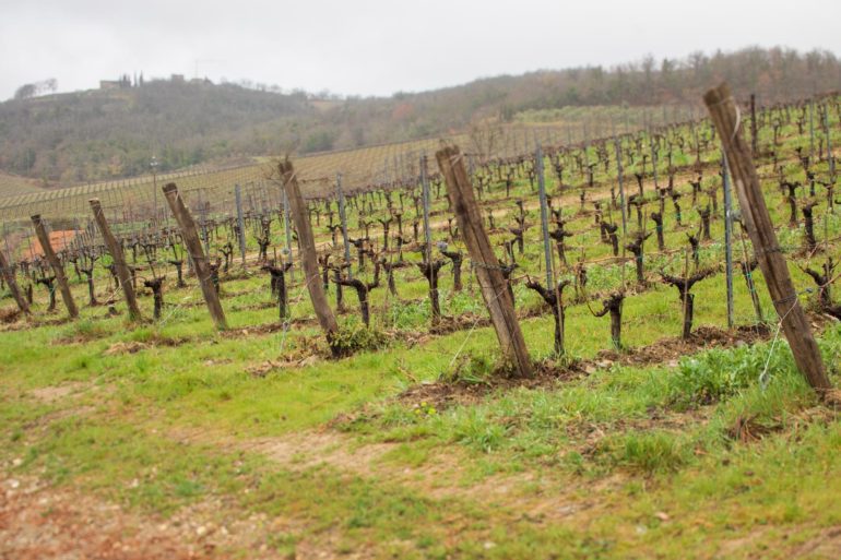 Vineyards at Poggerino. ©Kevin Day/Opening a Bottle