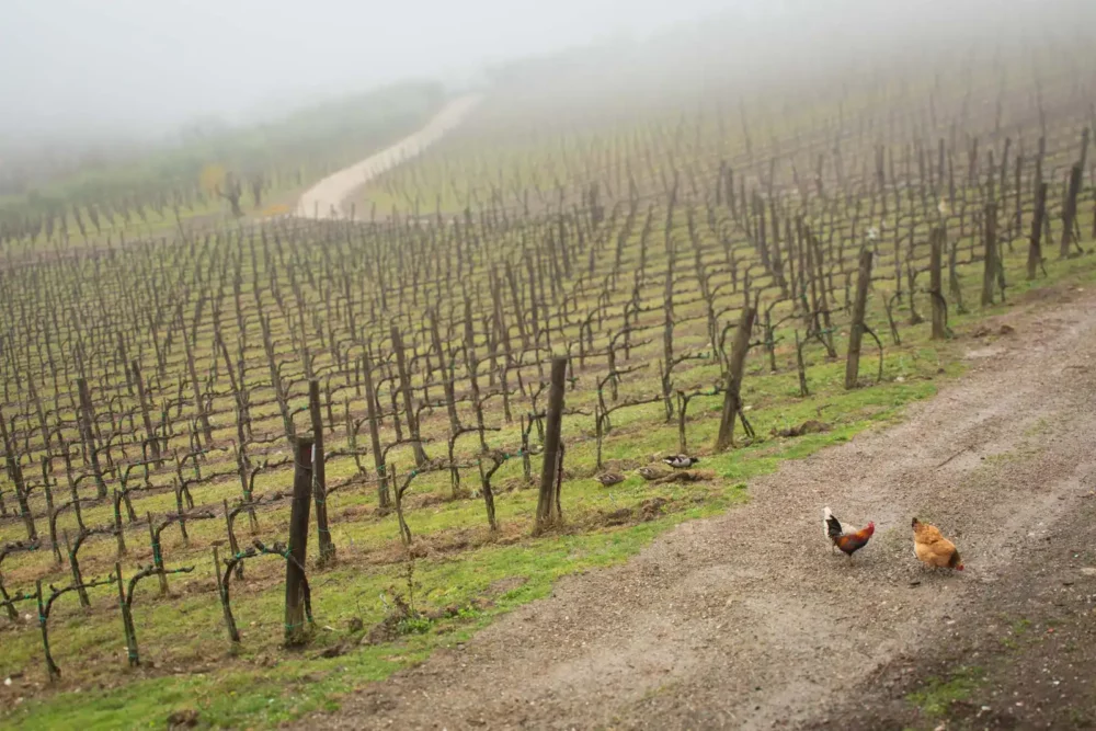 Roosters and ducks at Caparsa Winery in Chianti Classico.