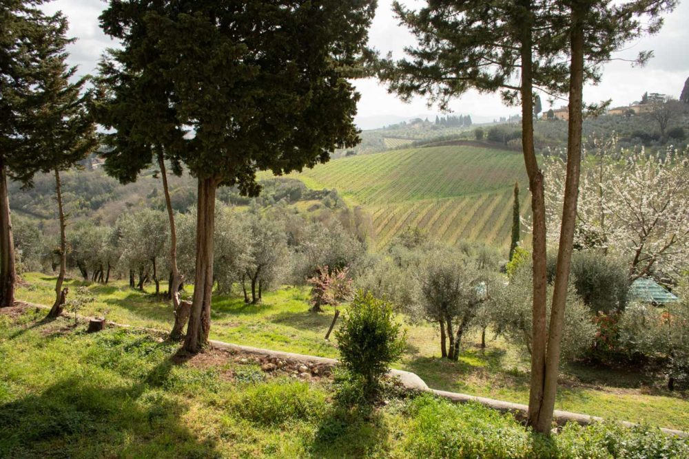 Organic Vineyard in Chianti