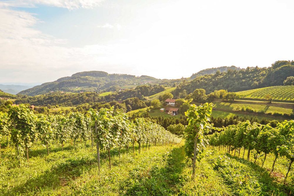 Picture of vineyards in Austria