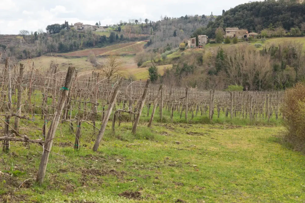 A typical vineyard landscape of Chianti Classico in late winter.