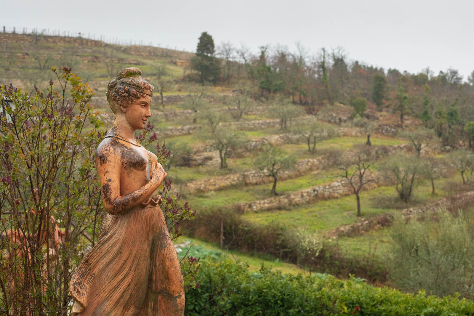 The olive groves at Monteraponi. ©Kevin Day/Opening a Bottle