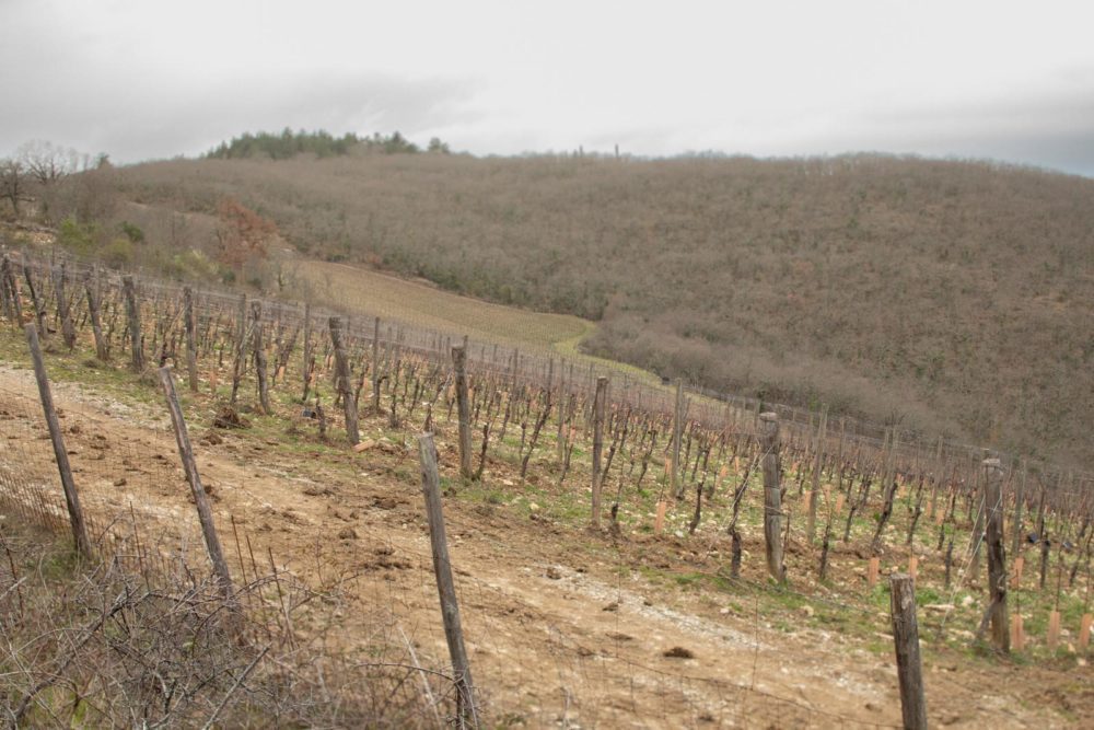 Istine vineyard in Radda in Chianti, Italy. ©Kevin Day/Opening a Bottle