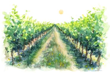 Summer Wines Illustration of vineyard in sun