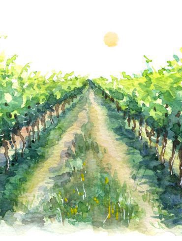 Summer Wines Illustration of vineyard in sun
