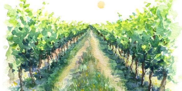 Summer Wines Illustration of vineyard in sun