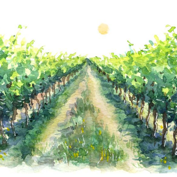 Summer Wines Illustration of vineyard in sun