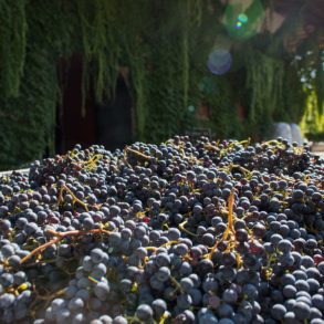 Teroldego grapes at Foradori for harvest