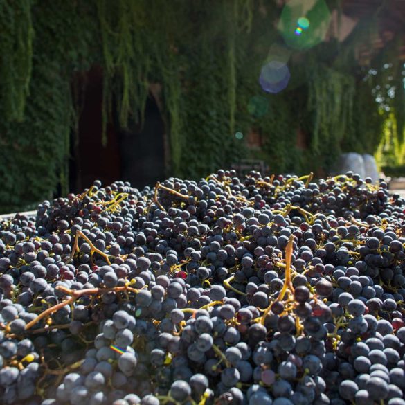 Teroldego grapes at Foradori for harvest