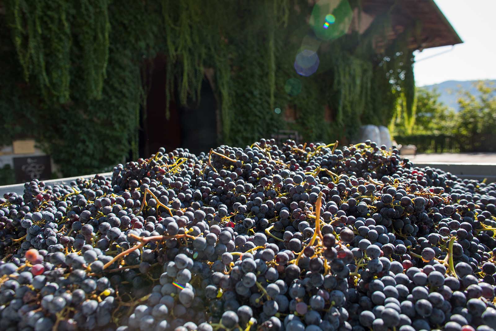 Teroldego grapes at Foradori for harvest