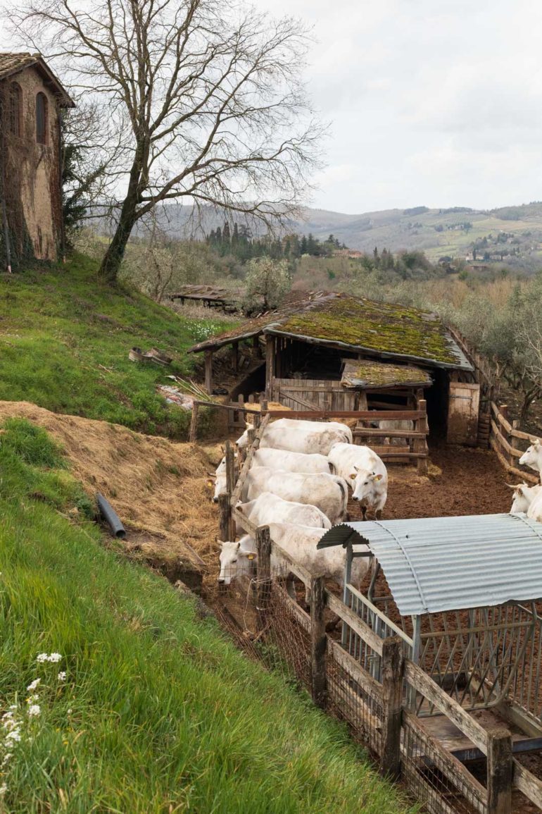 Rare and local: Chianina cattle raised at the Fontodi estate. ©Kevin Day/Opening a Bottle