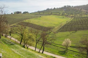 Vineyards at Villa Calcinaia in Montefioralle in Chianti. ©Kevin Day/Opening a Bottle