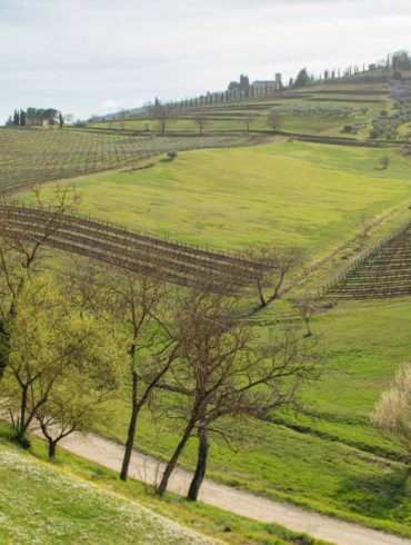 Vineyards at Villa Calcinaia in Montefioralle in Chianti. ©Kevin Day/Opening a Bottle