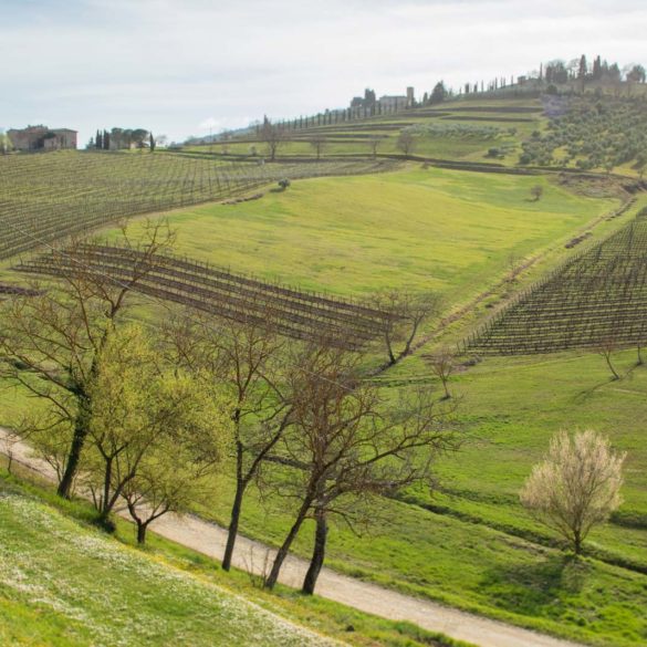 Vineyards at Villa Calcinaia in Montefioralle in Chianti. ©Kevin Day/Opening a Bottle