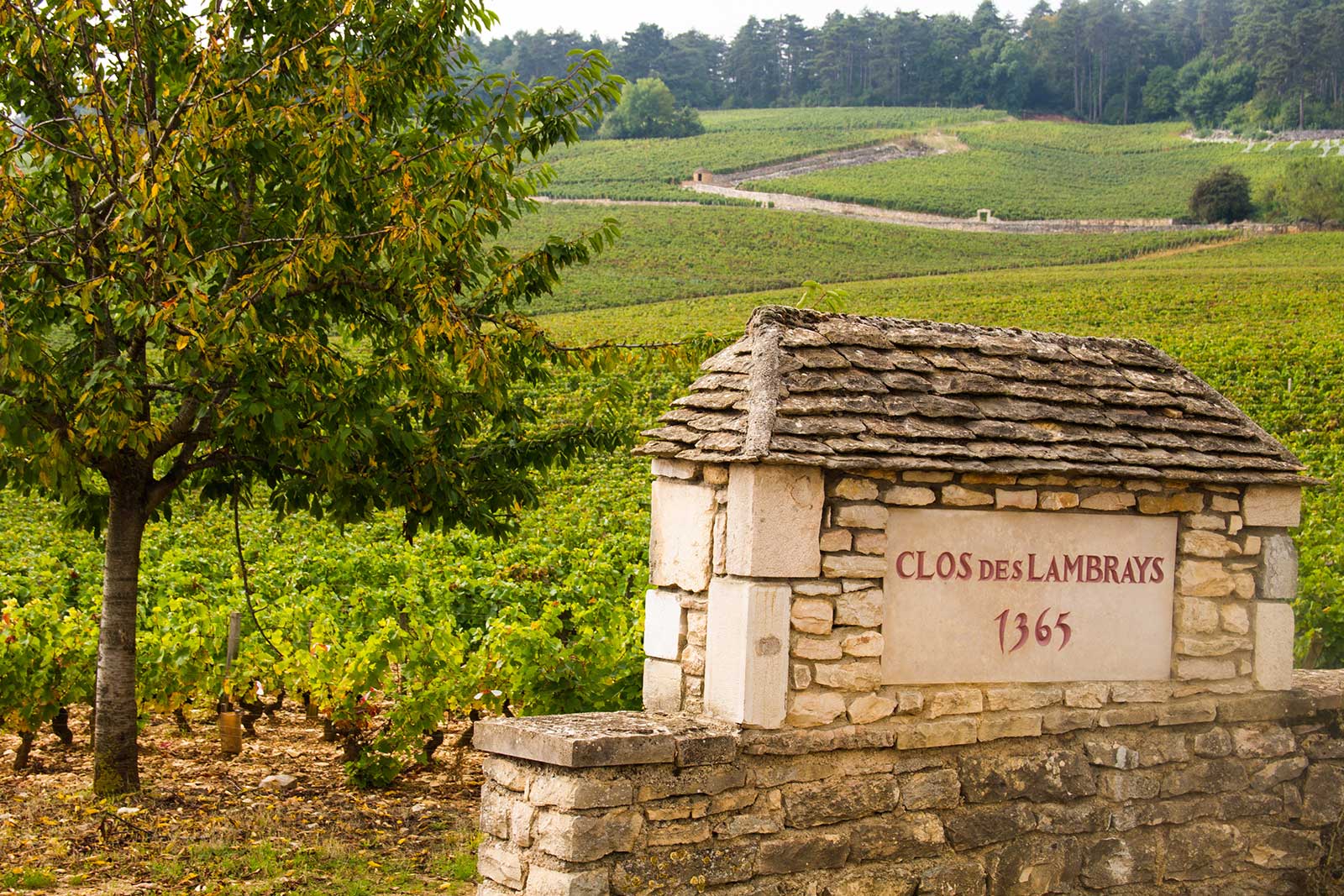 Clos des Lambrays vineyard scene from Morey-Saint-Denis