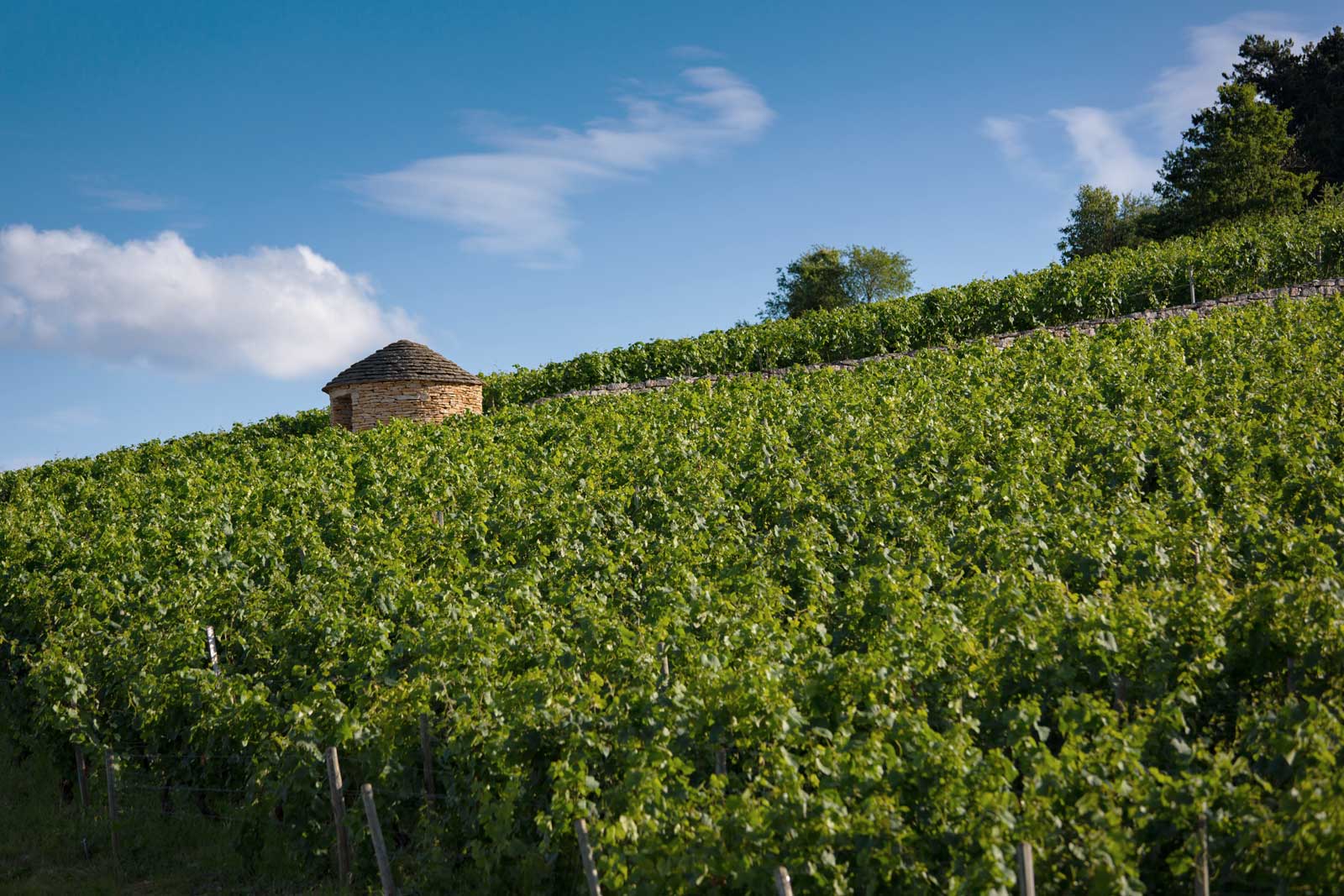 Vineyard hillside in Morey-Saint-Denis, Burgundy, France.